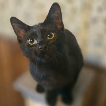 Janice -  Domestic Short Hair Cat for Adoption in Watertown, Wisconsin - Janice | PetCurious