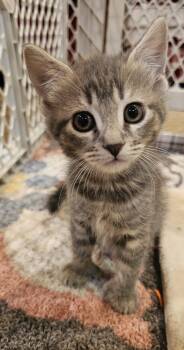 Extra Toes Cat Hemingway Polydactyl Cats Available for Adoption in Seven Valleys, Pennsylvania - Stella | PetCurious