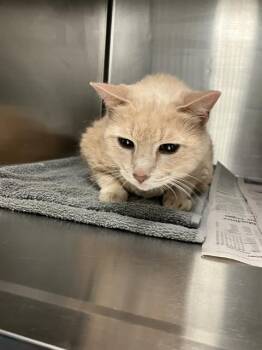 WESTWAY -  Domestic Medium Hair Cat for Adoption in Dallas, Texas - WESTWAY | PetCurious