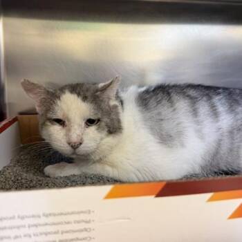 Domestic Short Hair Cats Available for Adoption in Richmond, Virginia - Mr. Possum | PetCurious