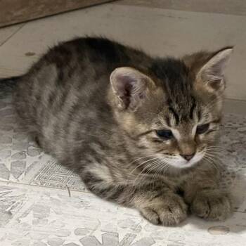 WILLY -  Domestic Short Hair Cat for Adoption in Auburn, California - WILLY | PetCurious