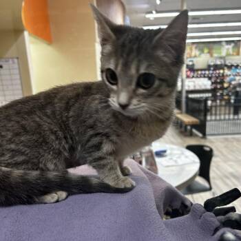 Domestic Short Hair Cats Available for Adoption - Wheezy | PetCurious