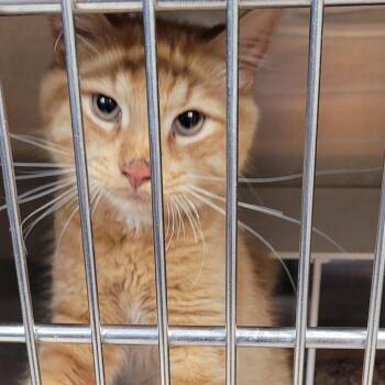 Domestic Short Hair Cats Available for Adoption in Newark, New Jersey - Creamsicle | PetCurious