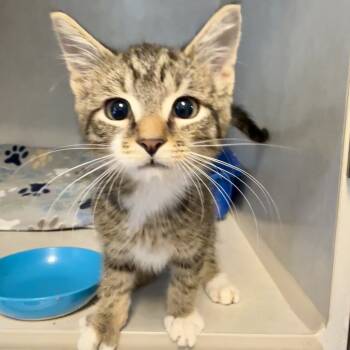 Rescue Domestic Medium Hair Cats for Adoption in Summerville, South Carolina - Lyric | PetCurious