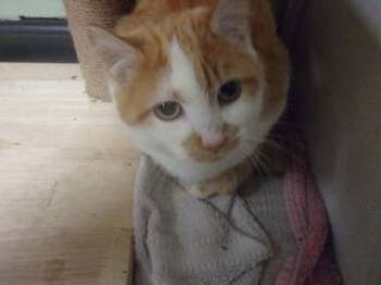 Rescue Domestic Short Hair Cats for Adoption in Princeton, West Virginia - Demetri | PetCurious