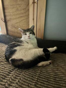 Harold -  Domestic Short Hair Cat for Adoption in Woodsfield, Ohio - Harold | PetCurious