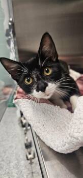 Doc -  Domestic Short Hair Cat for Adoption in Athens, Tennessee - Doc | PetCurious