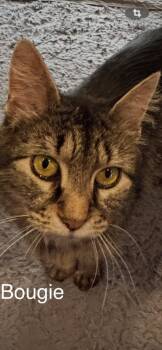 Domestic Medium Hair Cats Available for Adoption in Syracuse, Indiana - Bougie | PetCurious