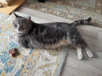 Domestic Short Hair Cats Available for Adoption - Smokey 3 | PetCurious