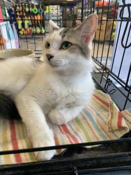 Tabby and Domestic Medium Hair Cats Available for Adoption in Dublin, Ohio - Kahlua | PetCurious