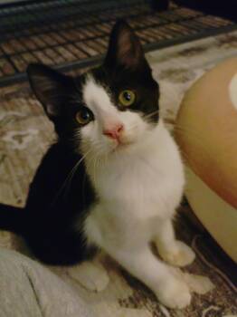 Junior Mint -  Domestic Short Hair Cat for Adoption in Baltimore, Maryland - Junior Mint | PetCurious