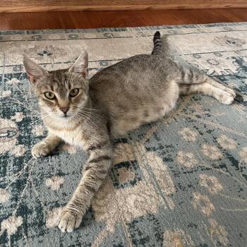 Penny (Guest Post) -  Domestic Short Hair Cat for Adoption in Reisterstown, Maryland - Penny (Guest Post) | PetCurious