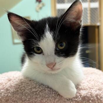 Scout -  Domestic Short Hair Cat for Adoption in Chicago, Illinois - Scout | PetCurious