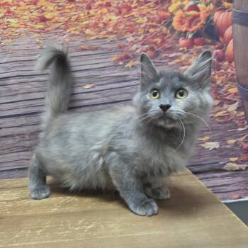 Roots -  Domestic Medium Hair Cat for Adoption in Normal, Illinois - Roots | PetCurious
