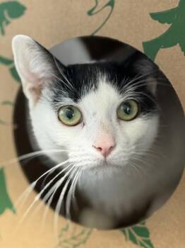 Opie -  Domestic Short Hair Cat for Adoption in West Chester, Pennsylvania - Opie | PetCurious