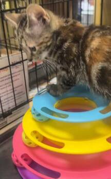 Koi -  Domestic Short Hair Cat for Adoption - Koi | PetCurious