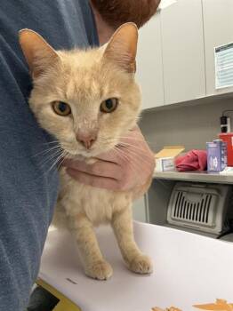 SHERBERT -  Domestic Short Hair Cat for Adoption in Indianapolis, Indiana - SHERBERT | PetCurious