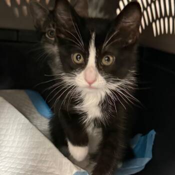 Minestrone -  Domestic Short Hair Cat for Adoption in Salt Lake City, Utah - Minestrone | PetCurious