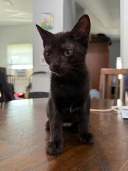 Rescue Domestic Short Hair Cats for Adoption in Rochelle Park, New Jersey - Pixel | PetCurious