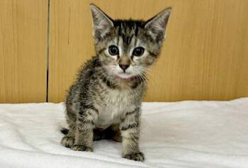 Domestic Short Hair Cats Available for Adoption in Brentwood, Missouri - FIG | PetCurious