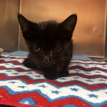 Elvira -  Domestic Short Hair Cat for Adoption in St. Louis, Missouri - Elvira | PetCurious