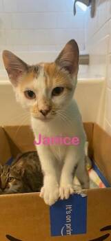 JANICE Kitten -  Calico Cat for Adoption in New Bern, North Carolina - JANICE Kitten | PetCurious
