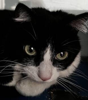 Rescue Domestic Short Hair Cats for Adoption in Sault Ste. Marie, Michigan - Molly | PetCurious