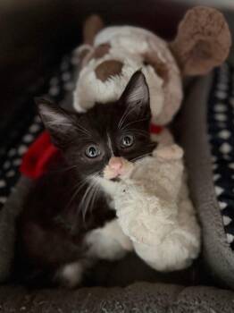 Striker 26 -  Tuxedo and Domestic Short Hair Cat for Adoption in Brookhaven, Mississippi - Striker 26 | PetCurious