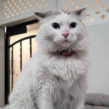 Snow -  Domestic Medium Hair Cat for Adoption in Las Vegas, Nevada - Snow | PetCurious