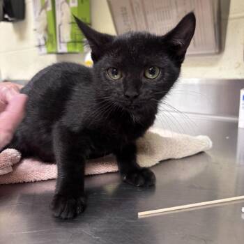 Goat -  Domestic Short Hair Cat for Adoption in Asheville, North Carolina - Goat | PetCurious