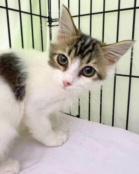 Miss Pickles -  Domestic Medium Hair Cat for Adoption in Novato, California - Miss Pickles | PetCurious