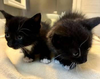 Penn -  Domestic Short Hair Cat Available for Adoption in Lexington, South Carolina - Penn | PetCurious
