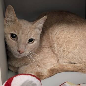 Elliot -  Domestic Short Hair and Mixed Breed Cat for Adoption in Buchanan Dam, Texas - Elliot | PetCurious