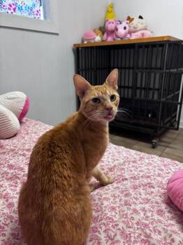 Colombo -  Domestic Short Hair Cat for Adoption in Luling, Texas - Colombo | PetCurious