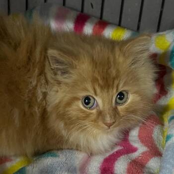 Domestic Medium Hair Cats Available for Adoption - Francis De Fluff | PetCurious