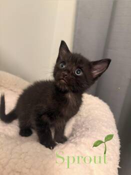 Domestic Short Hair Cats Available for Adoption in O