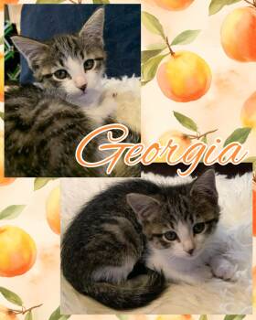 Georgia -  Tabby Cat for Adoption in Pasco, Washington - Georgia | PetCurious