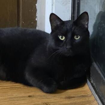 Domestic Short Hair Cats Available for Adoption in Evanston, Illinois - Chef Boyardee | PetCurious