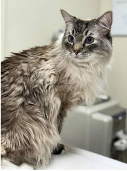 Domestic Long Hair Cats Available for Adoption in Pawleys Island, South Carolina - Sir Reginald | PetCurious