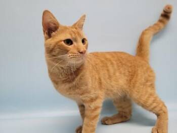 Godrick -  Domestic Short Hair Cat for Adoption in Minneapolis, Minnesota - Godrick | PetCurious