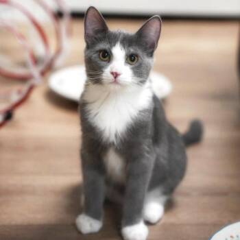 Oberon -  Domestic Short Hair Cat for Adoption in St. Louis, Missouri - Oberon | PetCurious