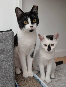 Rescue Domestic Short Hair Cats for Adoption - Lily & Daisy | PetCurious