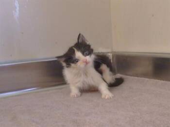 Domestic Short Hair Cats Available for Adoption in Sacramento, California - JACQUES | PetCurious
