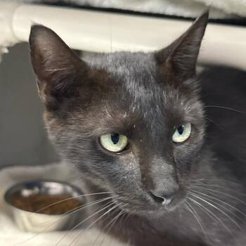 Bagel Strife -  Domestic Short Hair Cat for Adoption in Austin, Texas - Bagel Strife | PetCurious