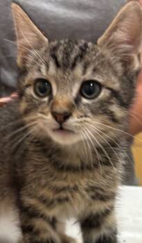 Rescue Domestic Short Hair Cats for Adoption in Elizabethton, Tennessee - TOAD | PetCurious