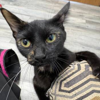Jubilee -  Domestic Short Hair Cat for Adoption in Crookston, Minnesota - Jubilee | PetCurious