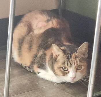 Rescue Domestic Short Hair Cats for Adoption in Mission Viejo, California - Chimara | PetCurious