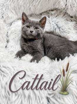 Cattail -  Domestic Short Hair Cat for Adoption in Newport, Kentucky - Cattail | PetCurious