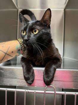 Dolly -  Domestic Short Hair Cat for Adoption in Rowlett, Texas - Dolly | PetCurious