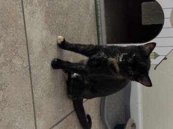 Domestic Short Hair Cats Available for Adoption in Youngtown, Arizona - Fox | PetCurious